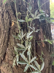Passiflora caerulea