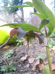 Helleborus purpurascens