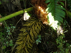 Gunnera manicata