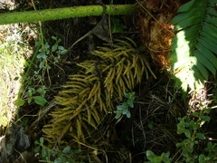 Gunnera manicata