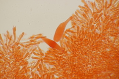 Flammulina elastica