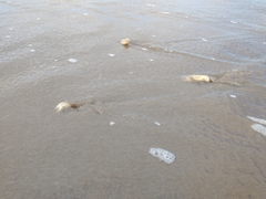 Amarilladesma mactroides