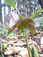 Helleborus purpurascens