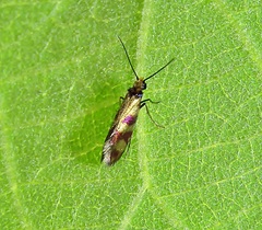 Micropterix tunbergella