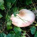 Blushing Wood Mushroom - Photo (c) Donald Hobern, some rights reserved (CC BY), uploaded by Donald Hobern