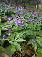 Cardamine glanduligera