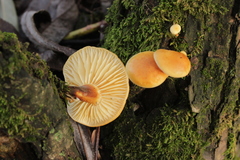Flammulina elastica