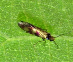 Micropterix tunbergella