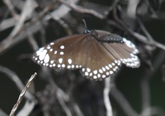 Euploea crameri