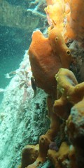 Cochleoceps bicolor