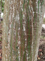 Pseudobombax septenatum