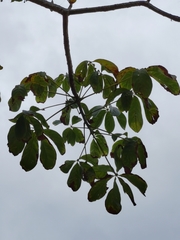 Pseudobombax septenatum