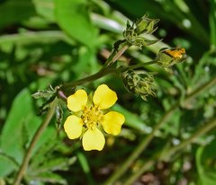 Potentilla pulcherrima