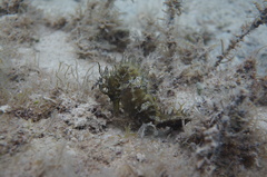 Hippocampus guttulatus