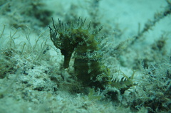 Hippocampus guttulatus