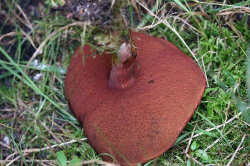 Dotted Stem Bolete