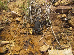 Melanophryniscus simplex