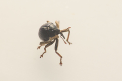 Orobitis cyanea