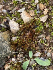 Bryum klinggraeffii