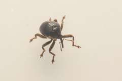 Orobitis cyanea