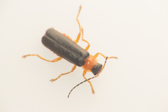 Cantharis nigra