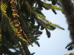 Leptasthenura setaria