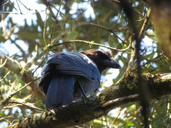 Cyanocorax caeruleus