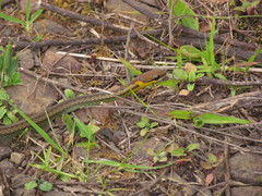 Blue Flanked Leaf Litter Snake photo 3
