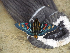 Mimoniades versicolor