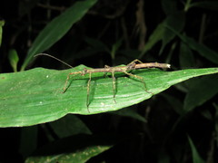 Libethra