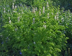 Corydalis caseana