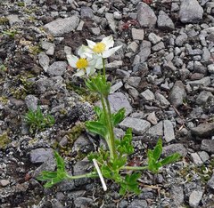 Anemonastrum zephyrum
