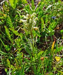 Pedicularis parryi