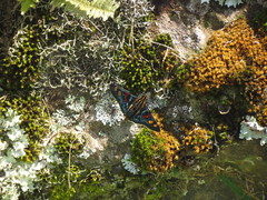 Mimoniades versicolor