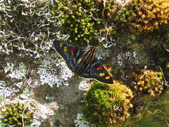Mimoniades versicolor