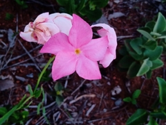 Mandevilla novocapitalis