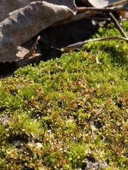 Physcomitrium immersum