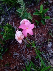 Mandevilla novocapitalis