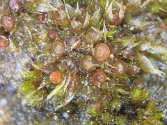 Physcomitrium immersum