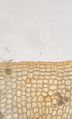 Physcomitrium immersum