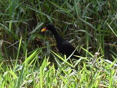 Jacana jacana hypomelaena