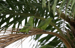 Graydidascalus brachyurus