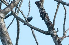 Nigrita canicapillus