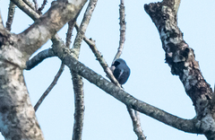 Nigrita canicapillus