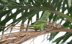 Graydidascalus brachyurus