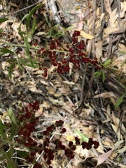 Chenopodium baccatum