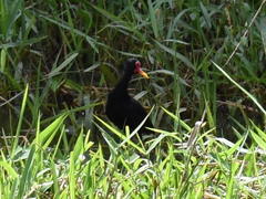 Jacana jacana hypomelaena