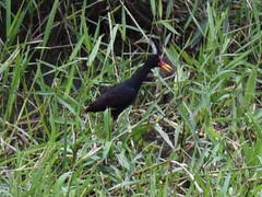Jacana jacana hypomelaena
