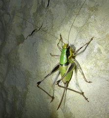 Eupholidoptera chabrieri