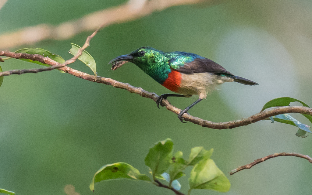 Tiny Sunbird photo